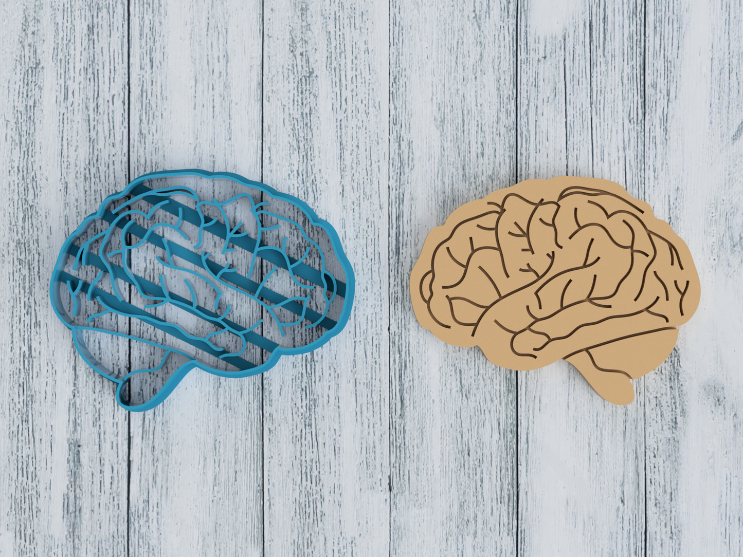 Brain Anatomy - Cookie Cutter / Sugar Cookie / Fondant / Clay (1349)